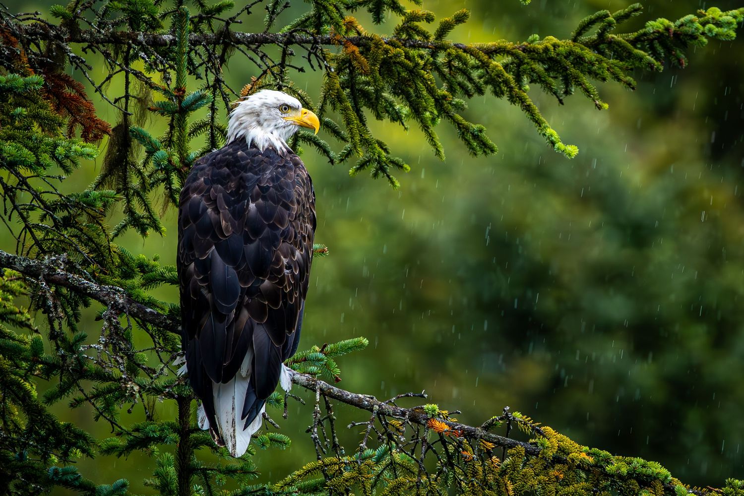 A bald eagle sits regally on an evergreen branch against a blurred forest backdrop.