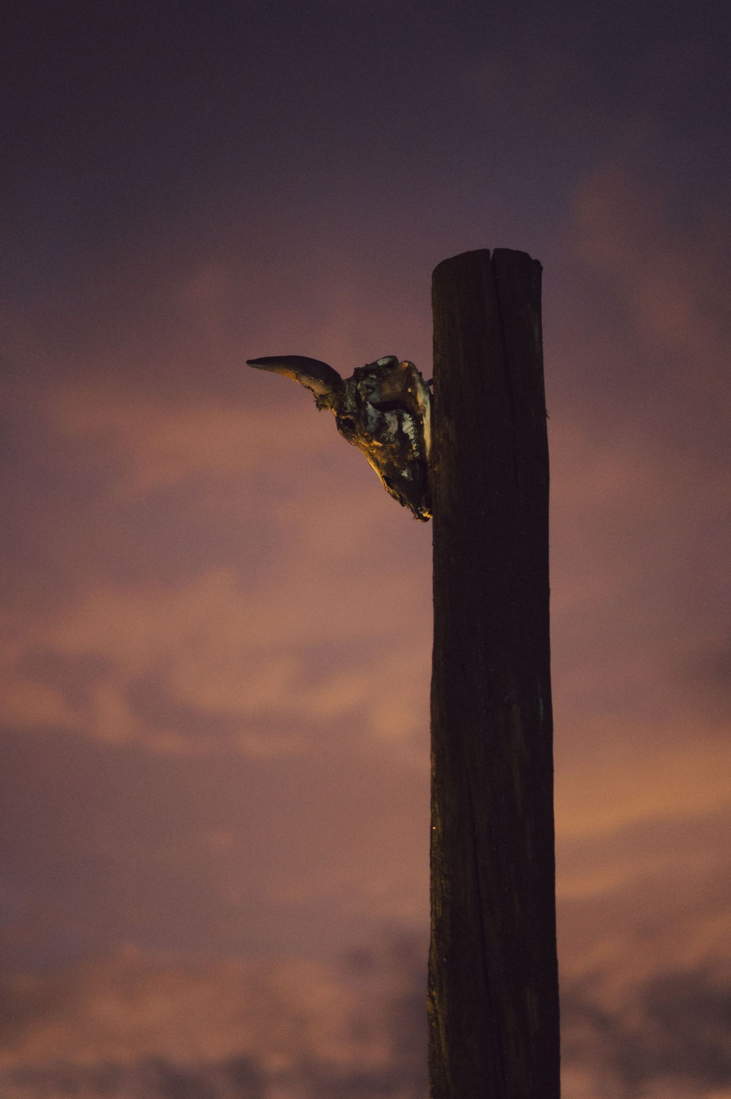 Silhouette of a butterfly perched on a pole against a dramatic sunset sky.