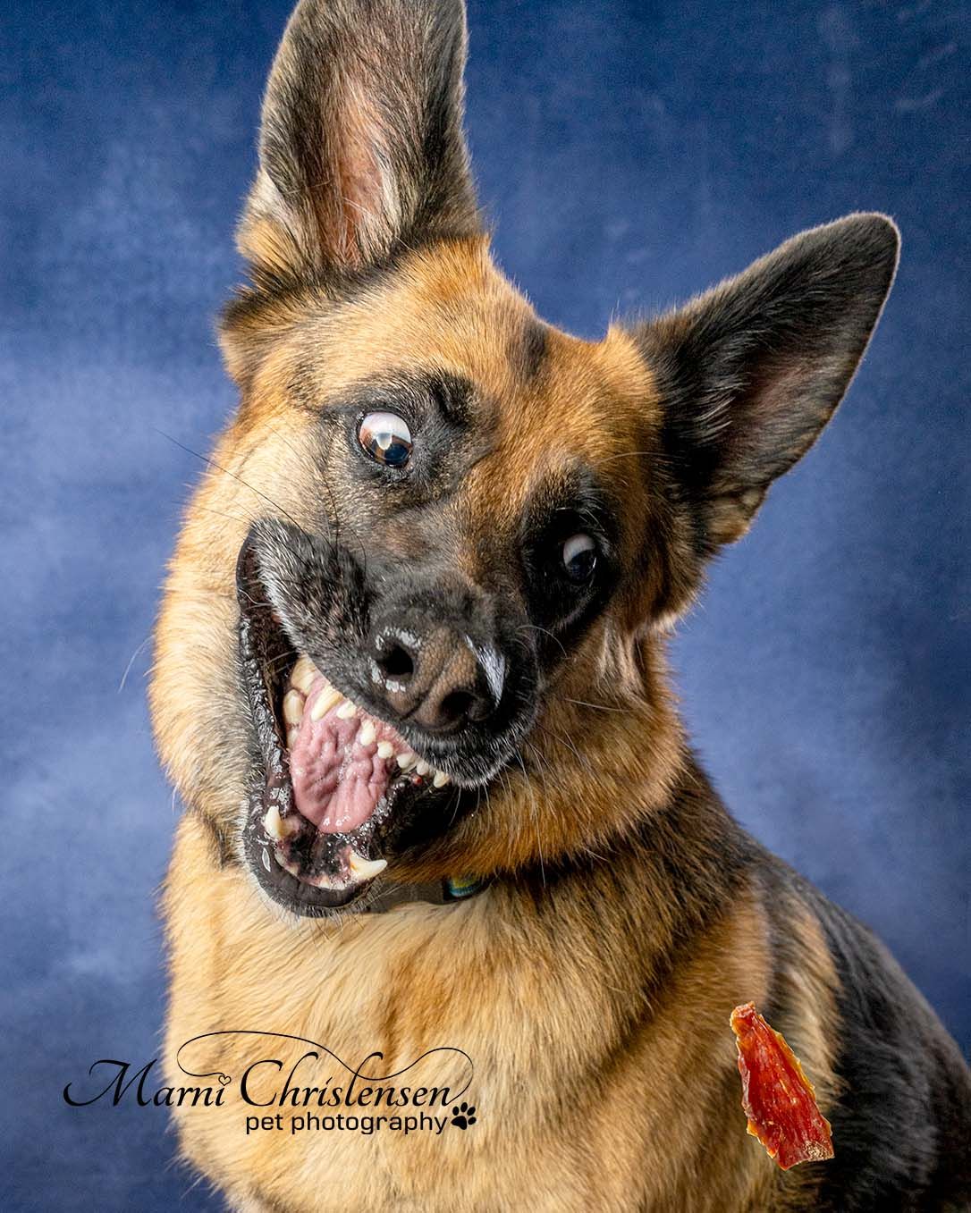 Colorful dog grooming and daycare advertisement featuring three happy dogs and details about Picture Day event.
