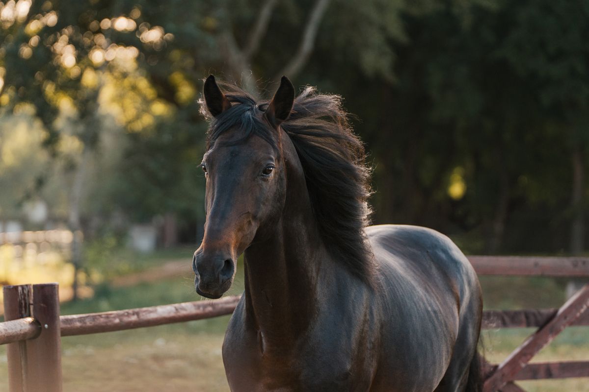 A dark brown horse with flowing mane stands in a sunlit paddock near wooden fencing at golden hour photoshoot in Sydney