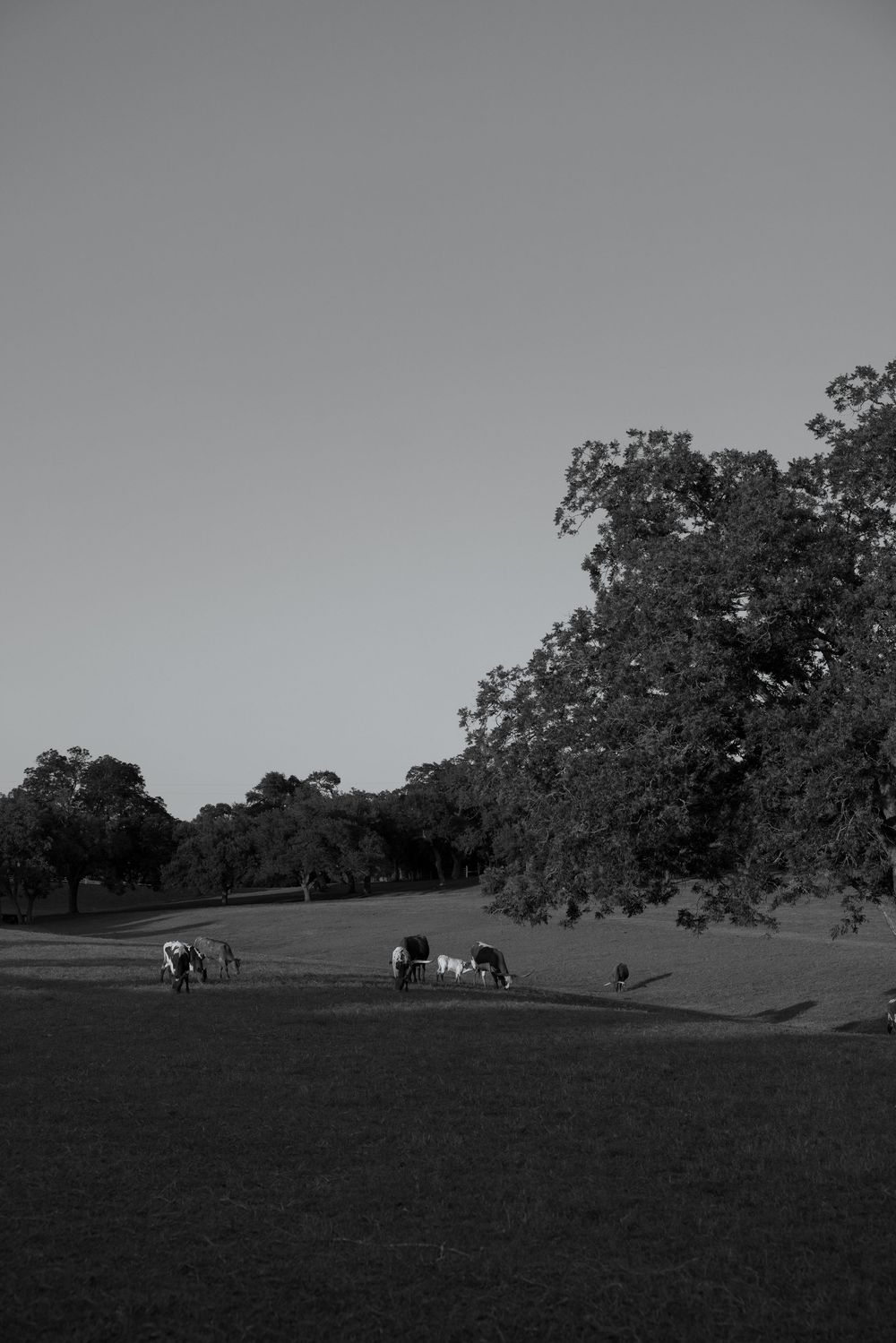 Black and white landscape with horses grazing in a field under large oak trees.