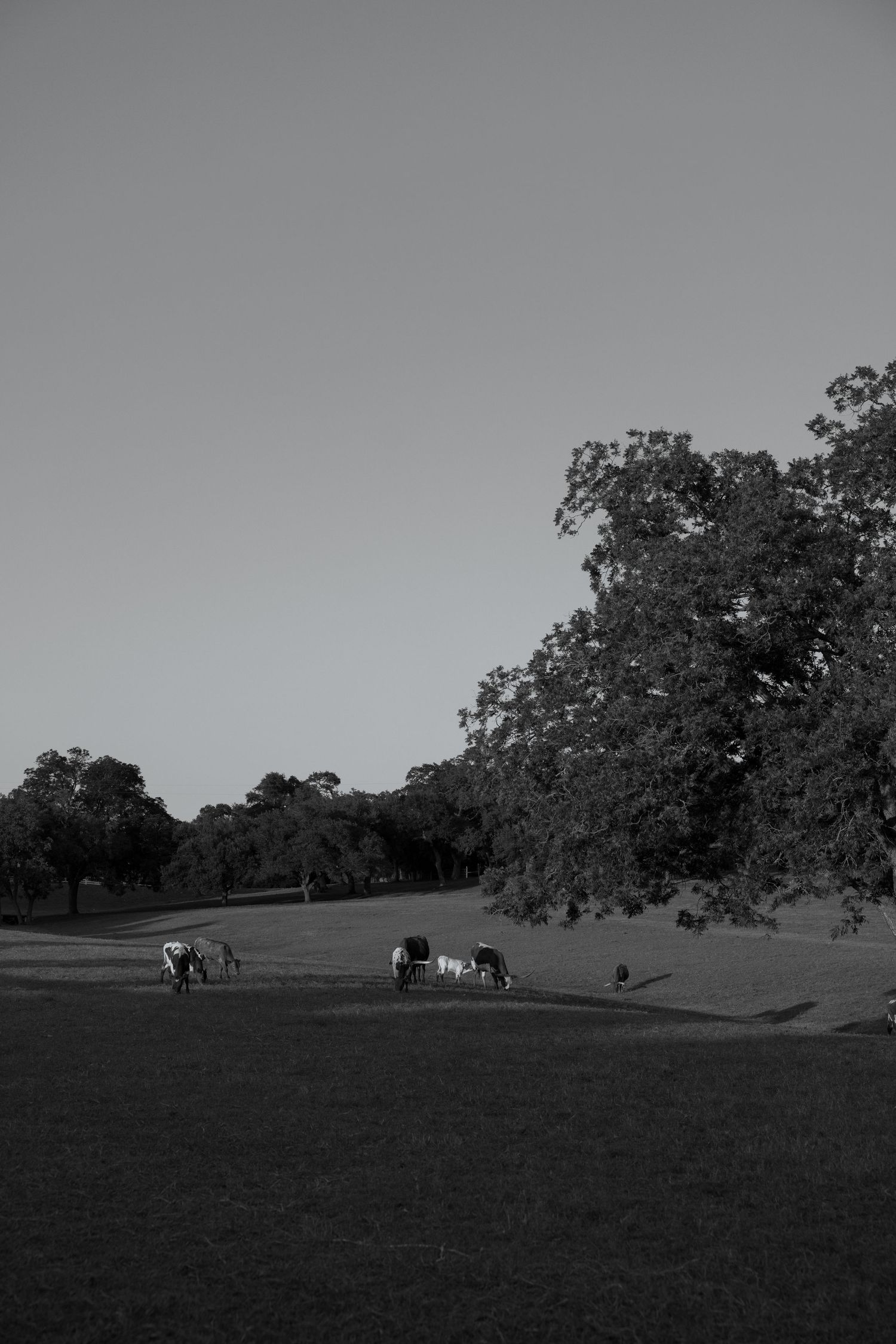 Black and white landscape with horses grazing in a field under large oak trees.