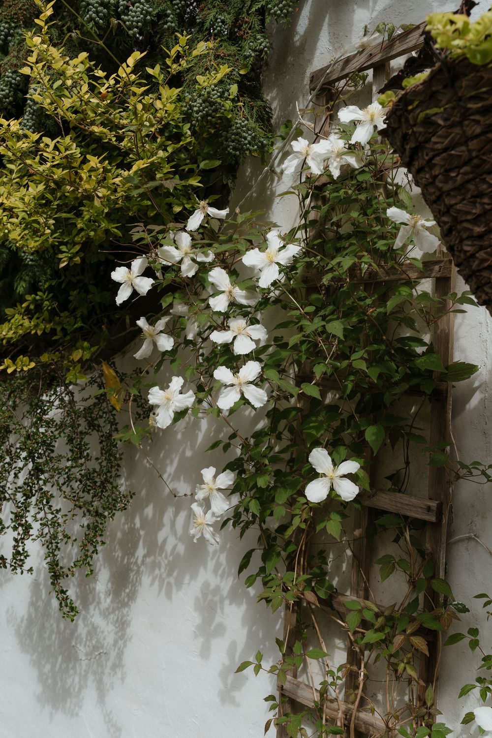 White clematis flowers blooming on a climbing vine against a wall with lush green foliage.