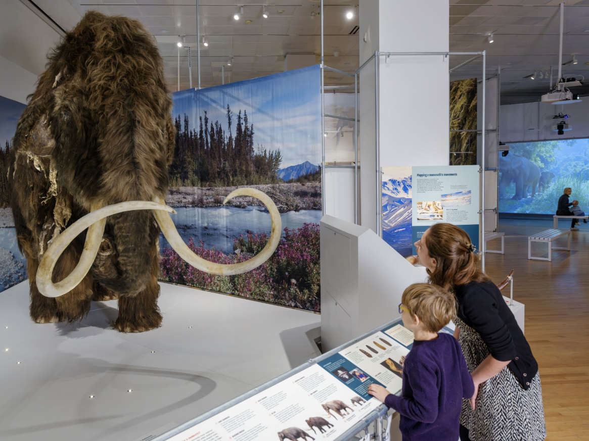 A mom and child looking at a mammoth at the Denver museum of nature & science