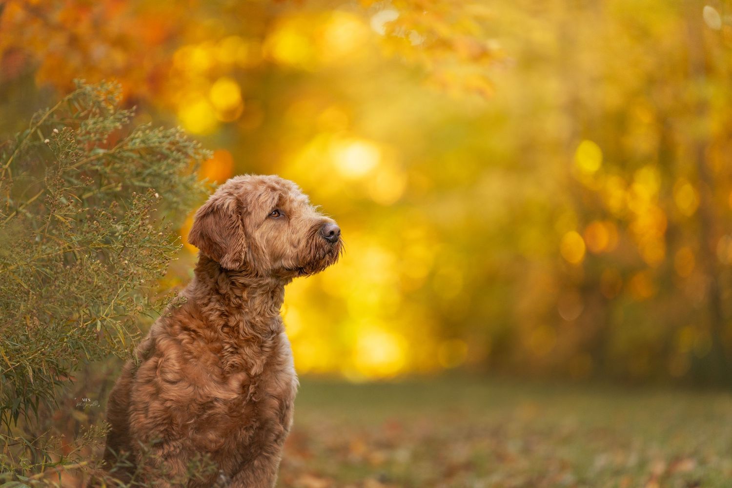 dog-portrait-photoshoot