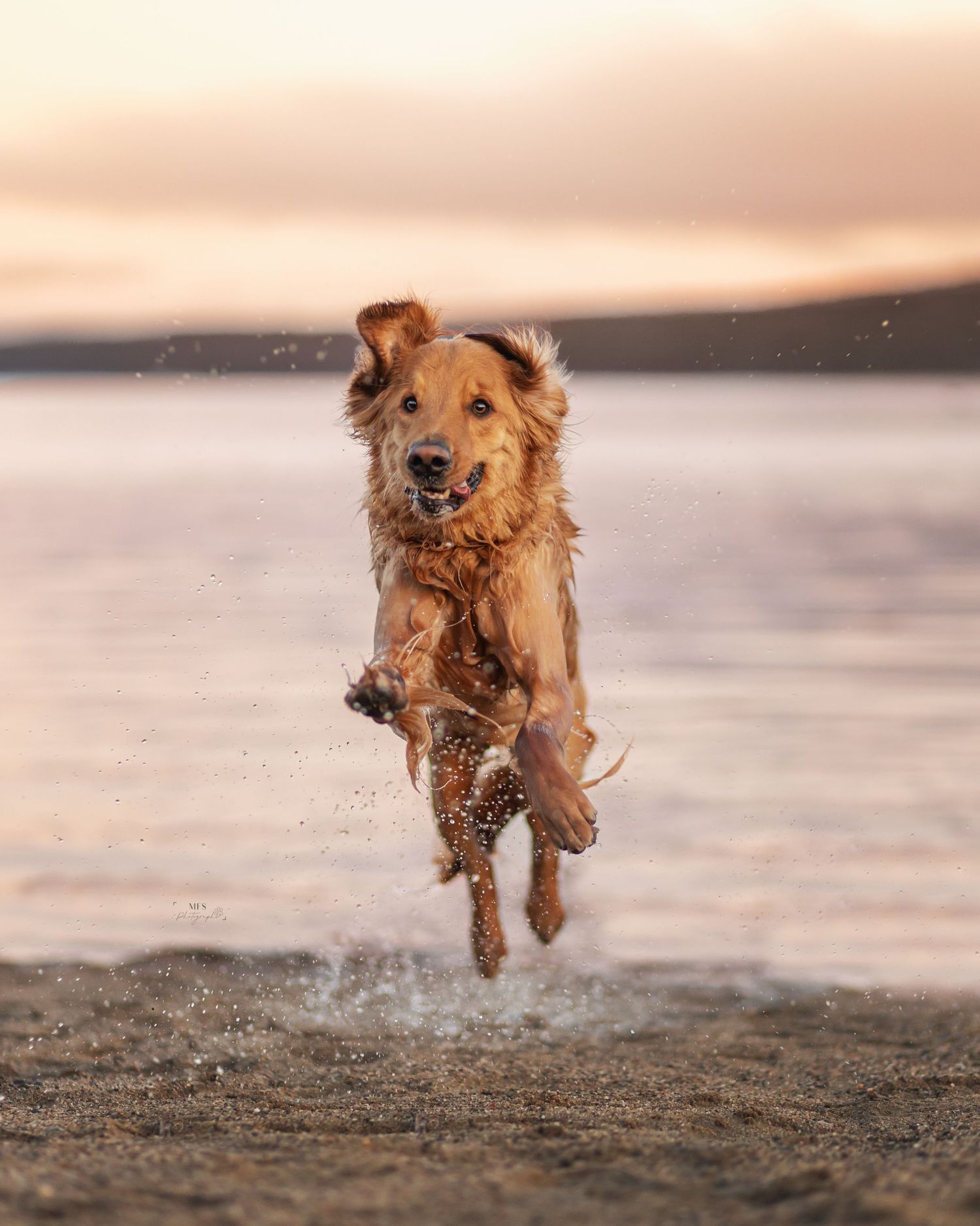 dog-portrait-photoshoot