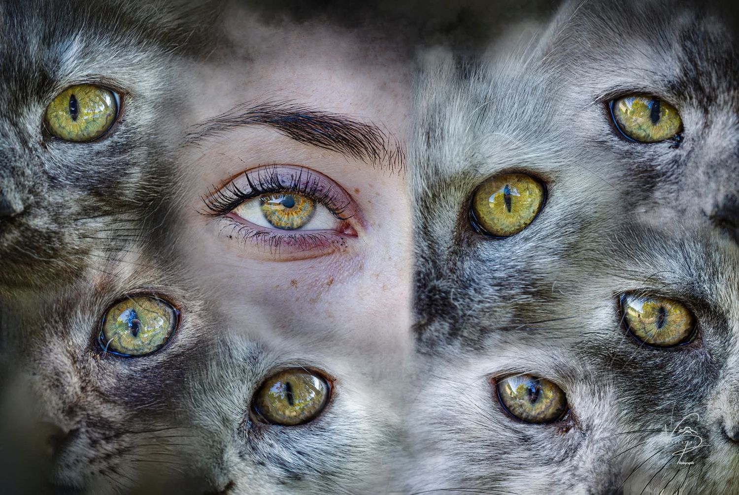 Close-up series of piercing yellow cat eyes with dramatic lighting and detail.