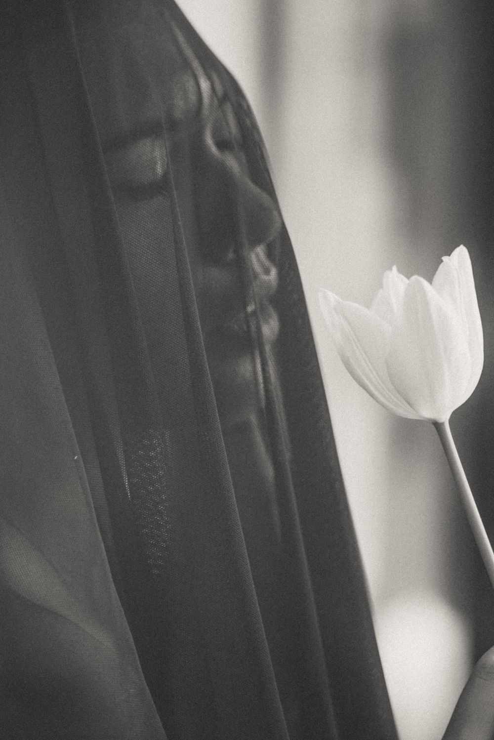 A single white tulip flower stands in stark contrast against a dark blurred background in black and white.