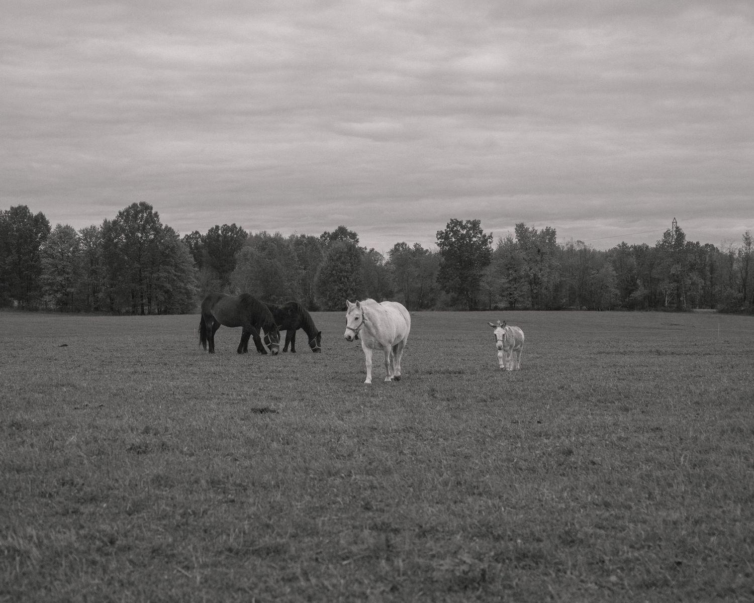 Walking Horse