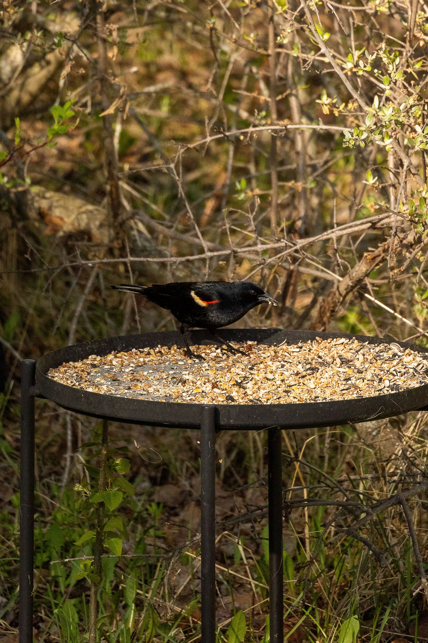 Red-winged blackbird feeding on mixed birdseed at outdoor metal bird feeder in woodland.