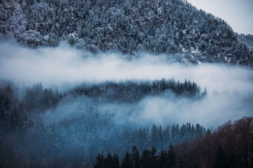 Snow-covered mountain forest landscape with misty clouds rolling through the evergreen trees.