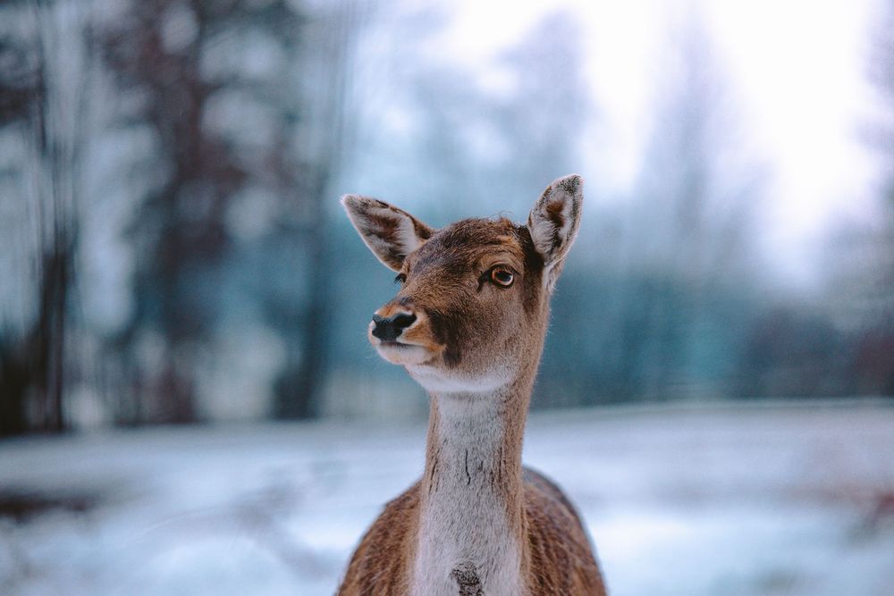 Alert deer standing in a snowy winter forest landscape.