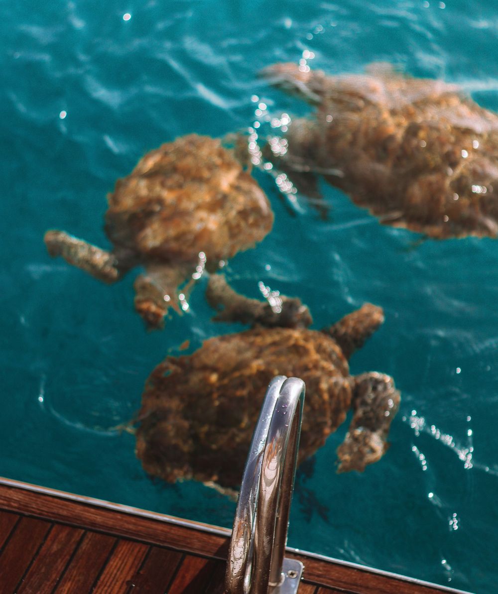 Sea turtles swimming in clear turquoise waters near wooden boat deck.