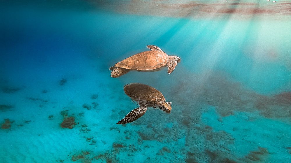 Underwater scene showing sea turtles swimming in crystal clear turquoise waters.