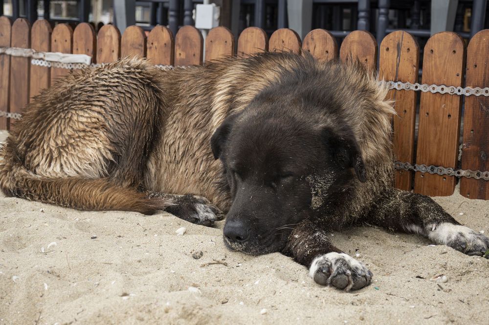 A sleeping brown and black dog lies stretched out on a wooden deck in a relaxed position.