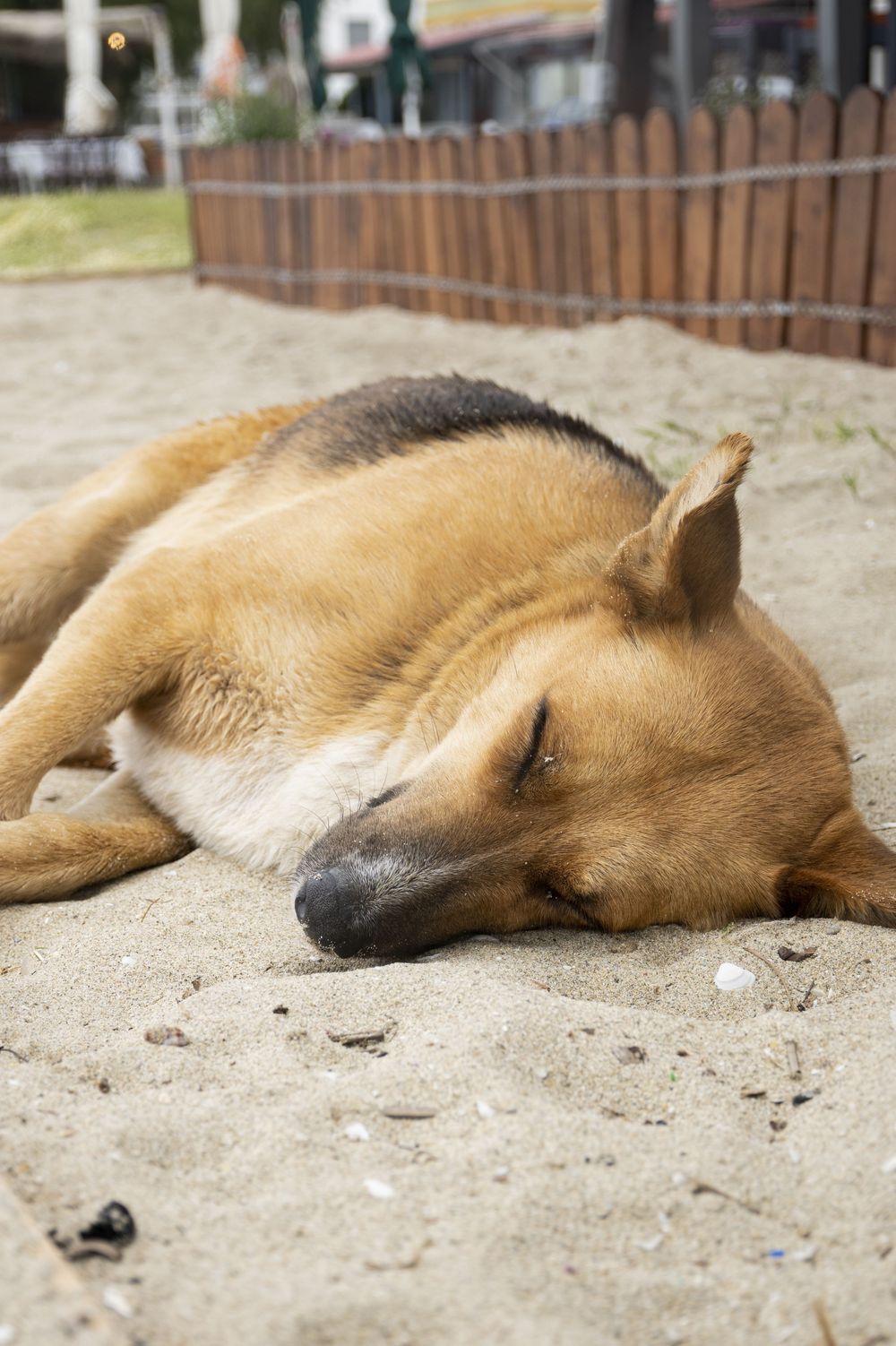 A sleeping red fox lies curled up peacefully on sandy ground in multiple sequential images.