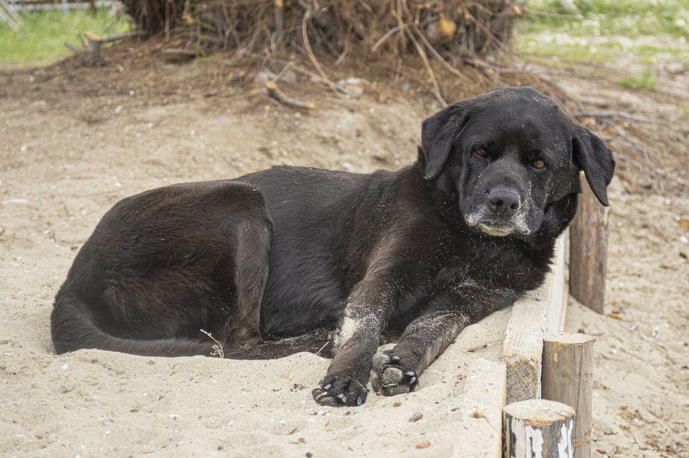 A black dog lies peacefully on the ground in a series of four similar photos showing different resting positions.