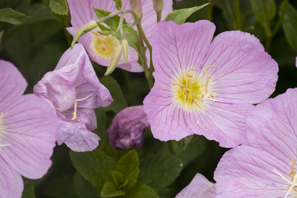 Pink evening primrose flowers bloom in a garden with bright yellow centers against green foliage.