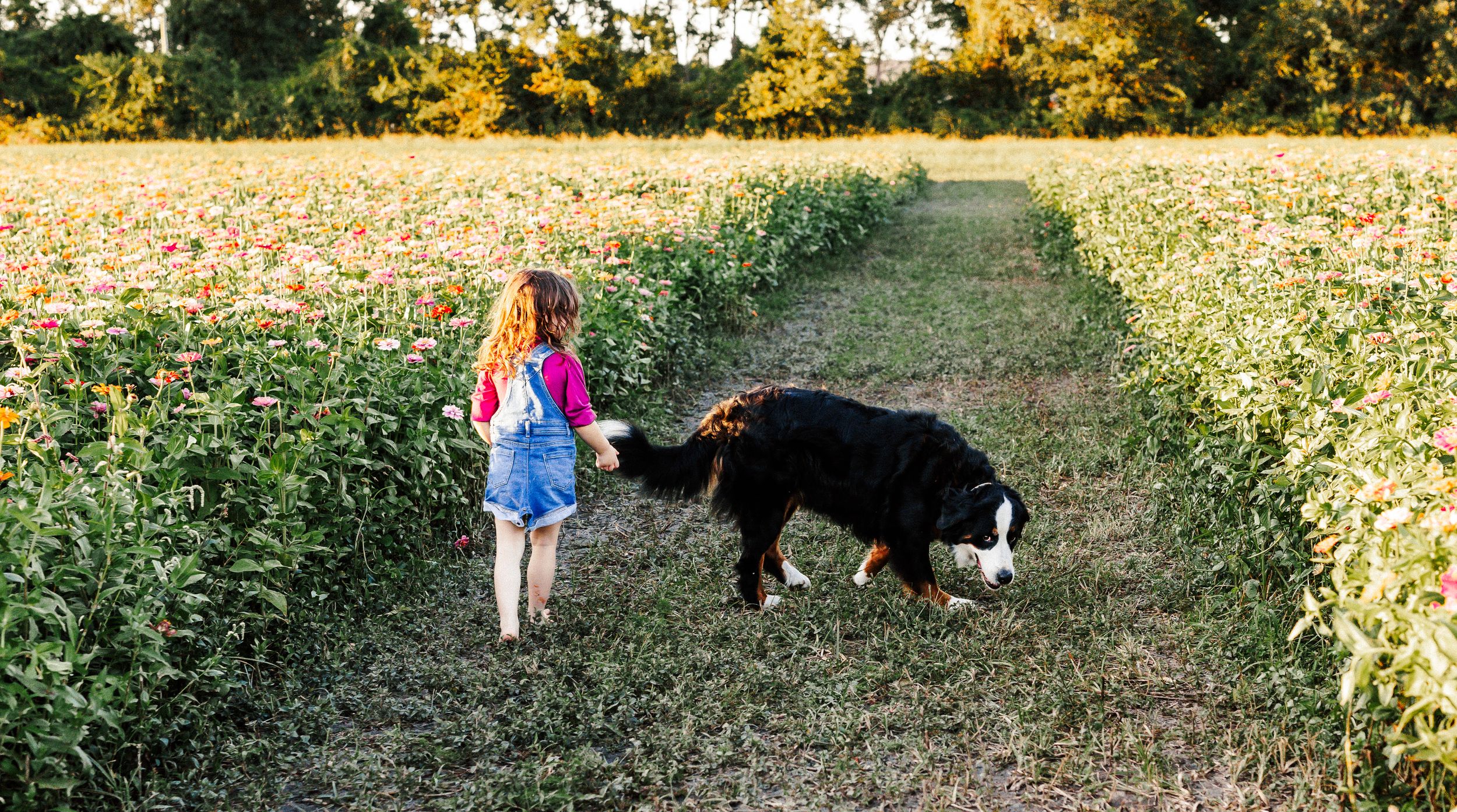 A Bernese Mountain Dog and companion explore a scenic autumn trail through golden-lit trees and foliage.