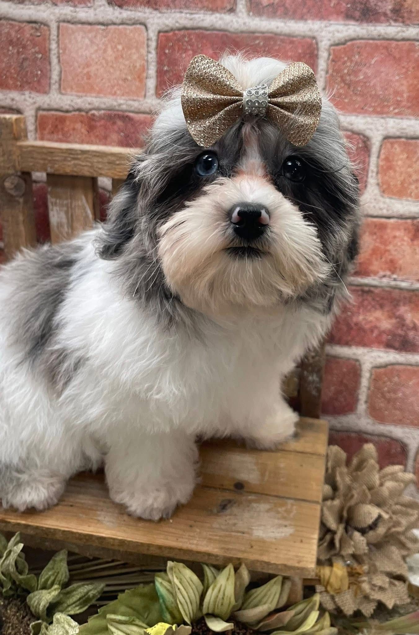 Small black and white dog wearing a sparkly gold bow sits on wooden crate with brick wall background.