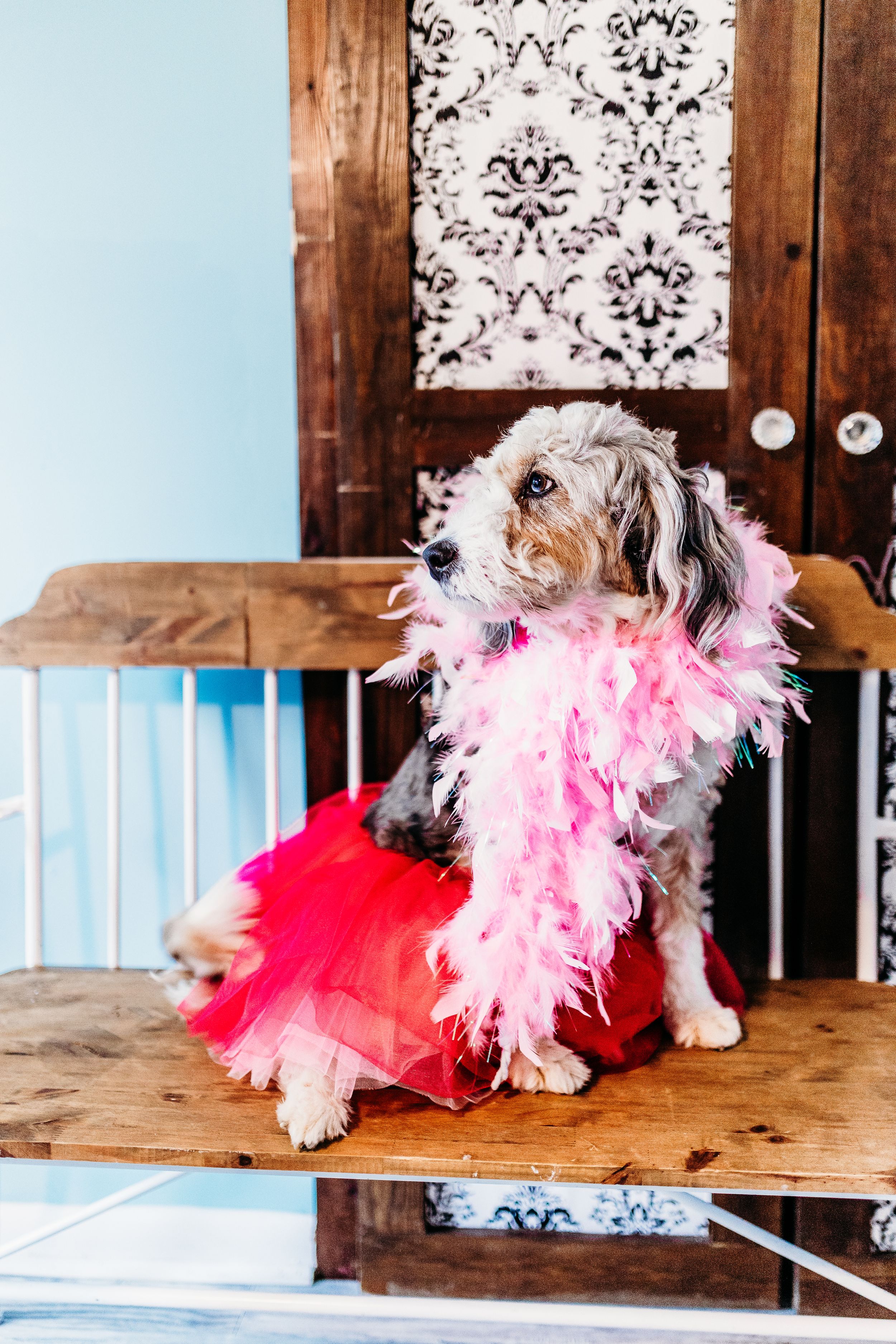 A small dog wearing a pink tutu and feathers poses on a wooden platform.