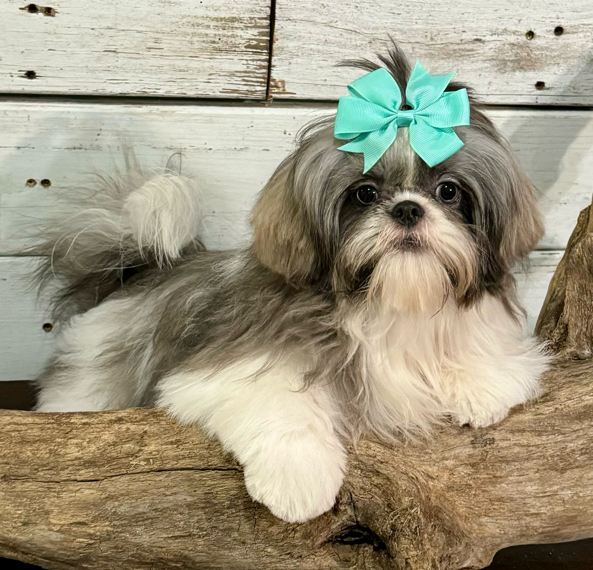 Small white and gray Shih Tzu dog wearing a turquoise bow relaxes on rustic wooden surface.