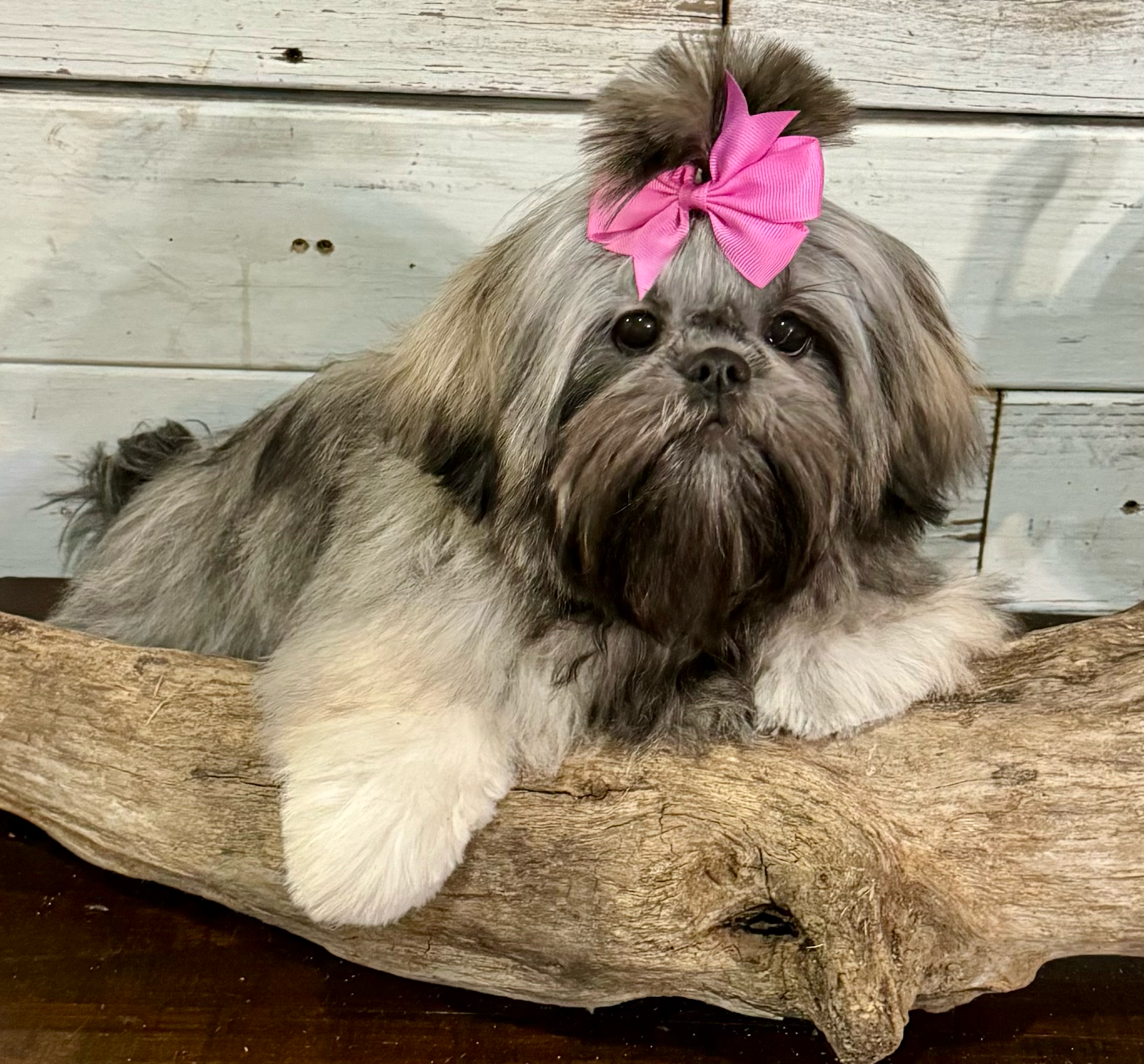 A small Shih Tzu dog with a pink bow rests on a piece of driftwood against a white wooden background.
