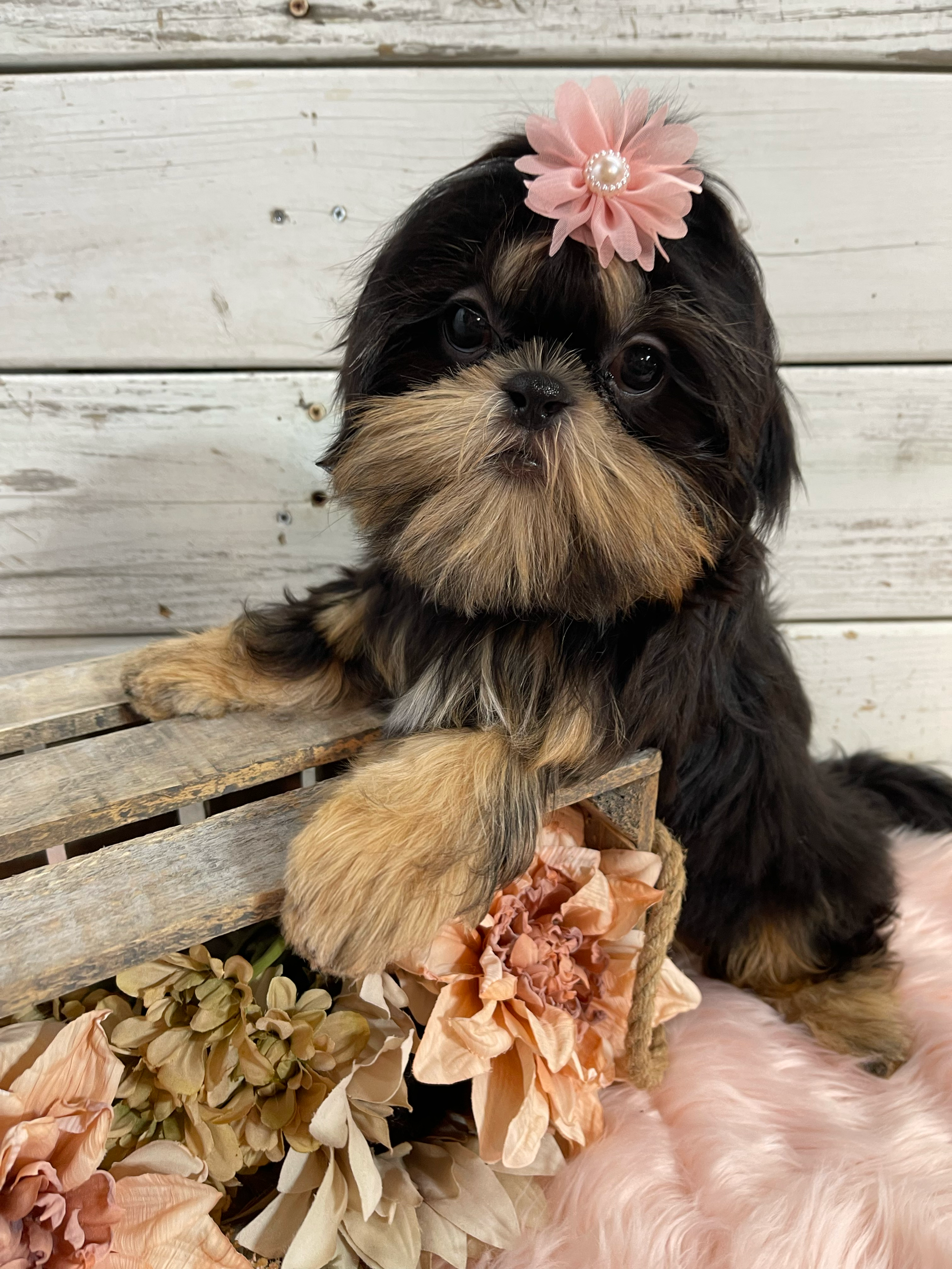 Small black and tan Shih Tzu dog wearing pink flower accessories and posing with peach and gold silk flowers.
