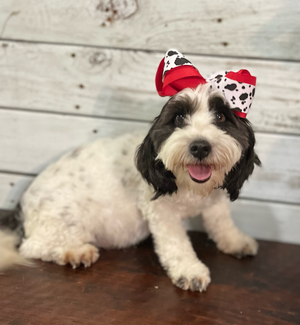Black and white dog wearing a red bow tie lies on wooden floor looking happy and playful.