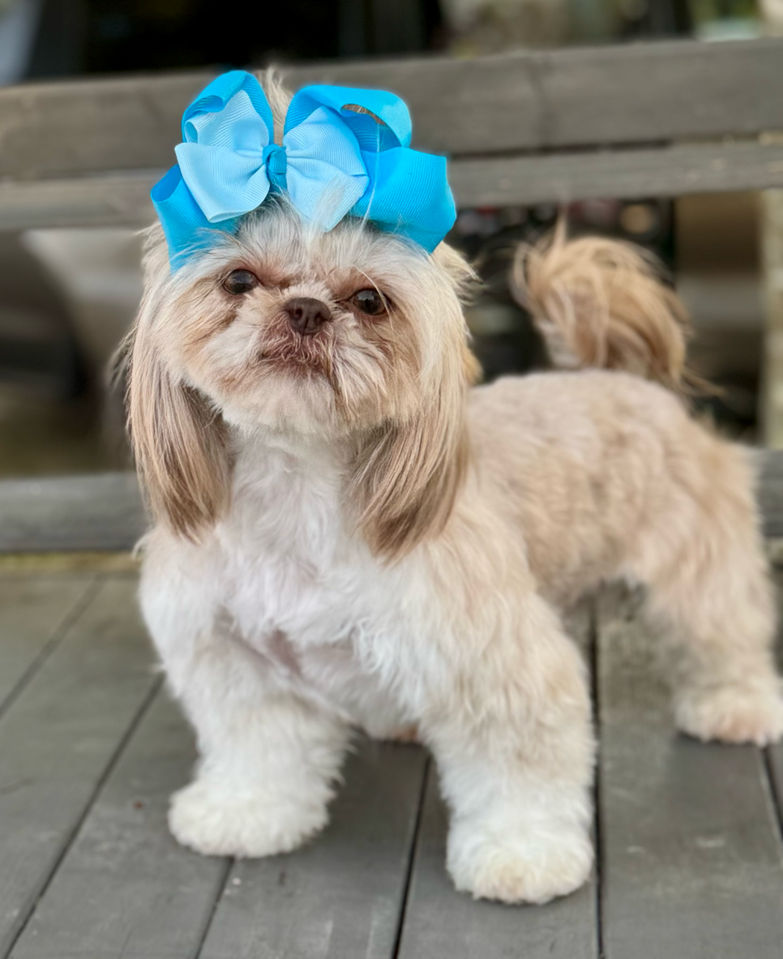 A Shih Tzu dog wearing a bright blue bow stands on a gray floor.