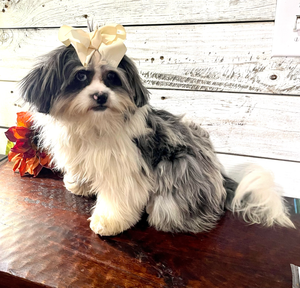 A small fluffy dog with long fur lounges on a wooden deck with autumn decorations in the background.