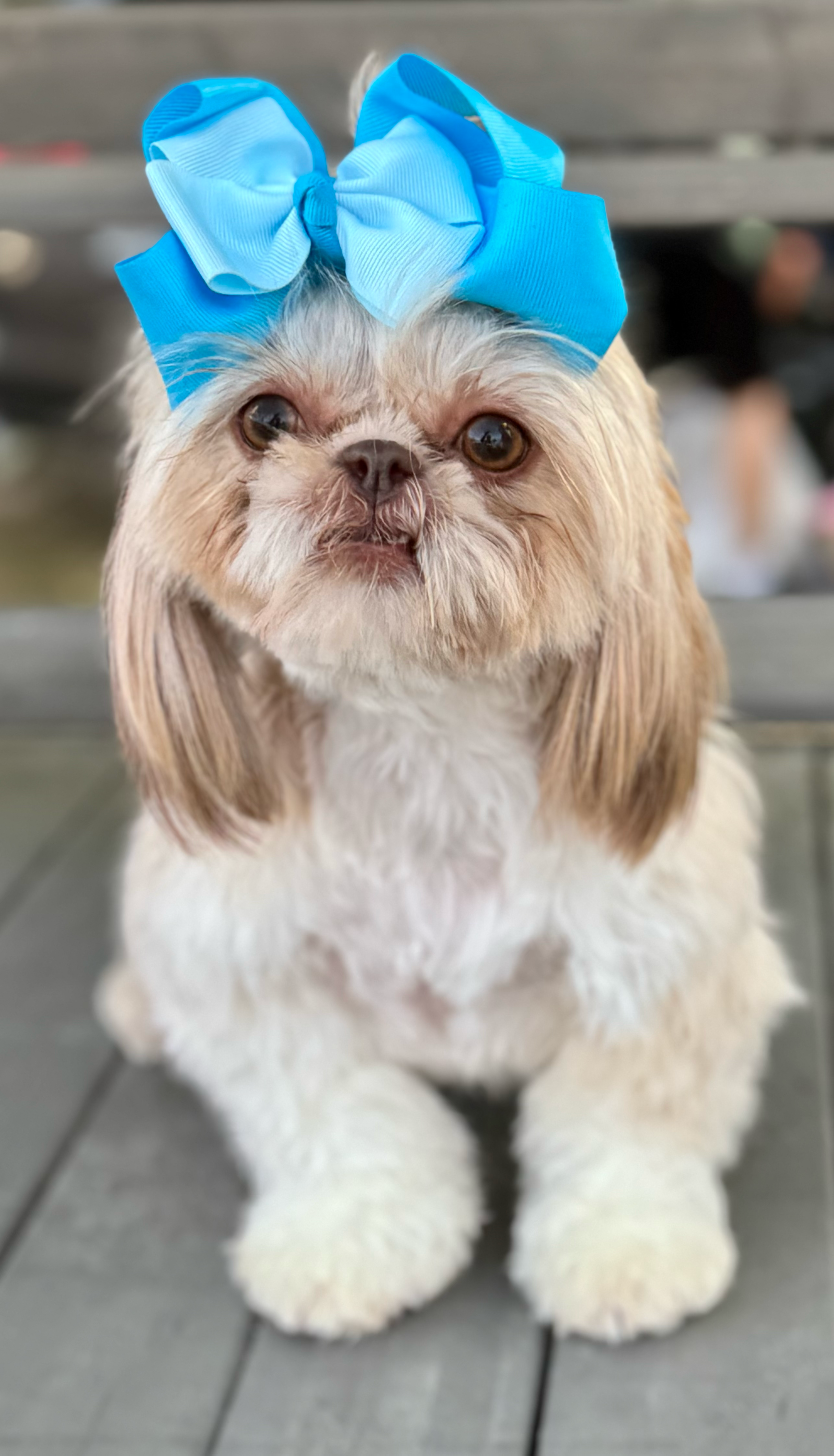 A close-up of a Shih Tzu puppy wearing a large blue bow on its head.