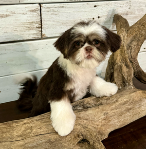 A small Shih Tzu dog with black and white fur sits on a rustic wooden log against a weathered white wall.