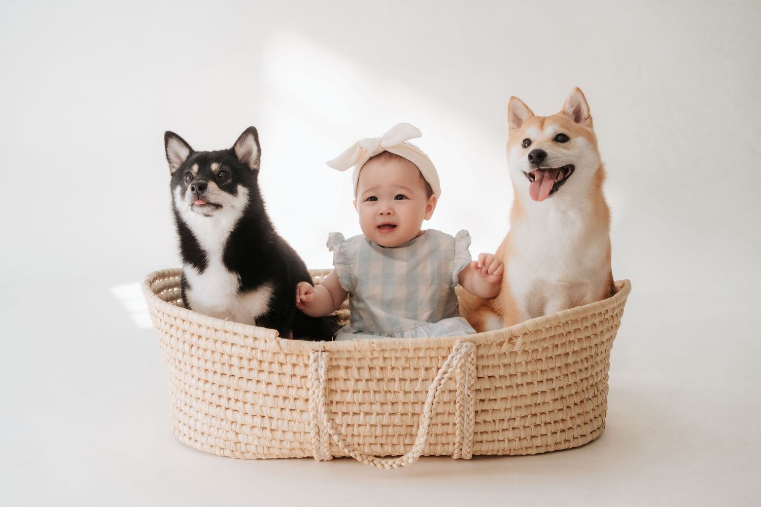 A smiling baby in a bow headband sits between a black-and-white cat and an Akita puppy in a woven basket.一個戴著蝴蝶結髮帶、微笑的嬰兒坐在一個編織籃裡