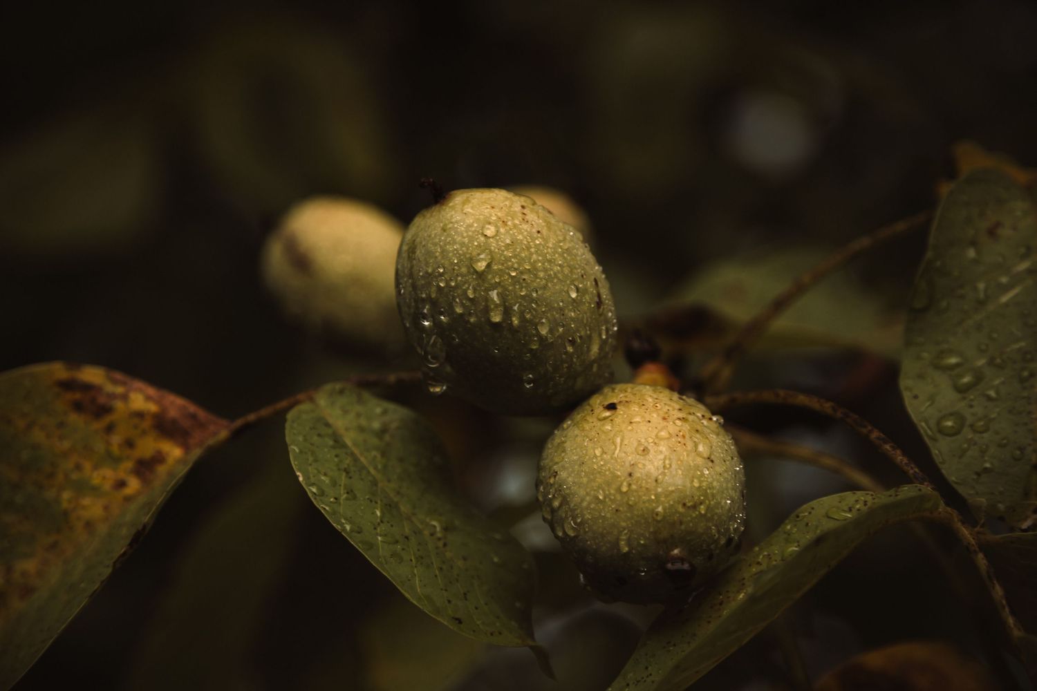 Suivre les rythmes de la nature avec la naturopathie à la Motte Servolex
