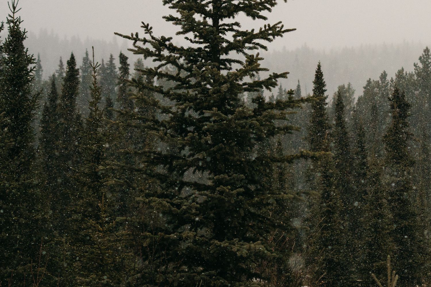 Snow falling gently on dense evergreen pine forest in misty mountain winter landscape.