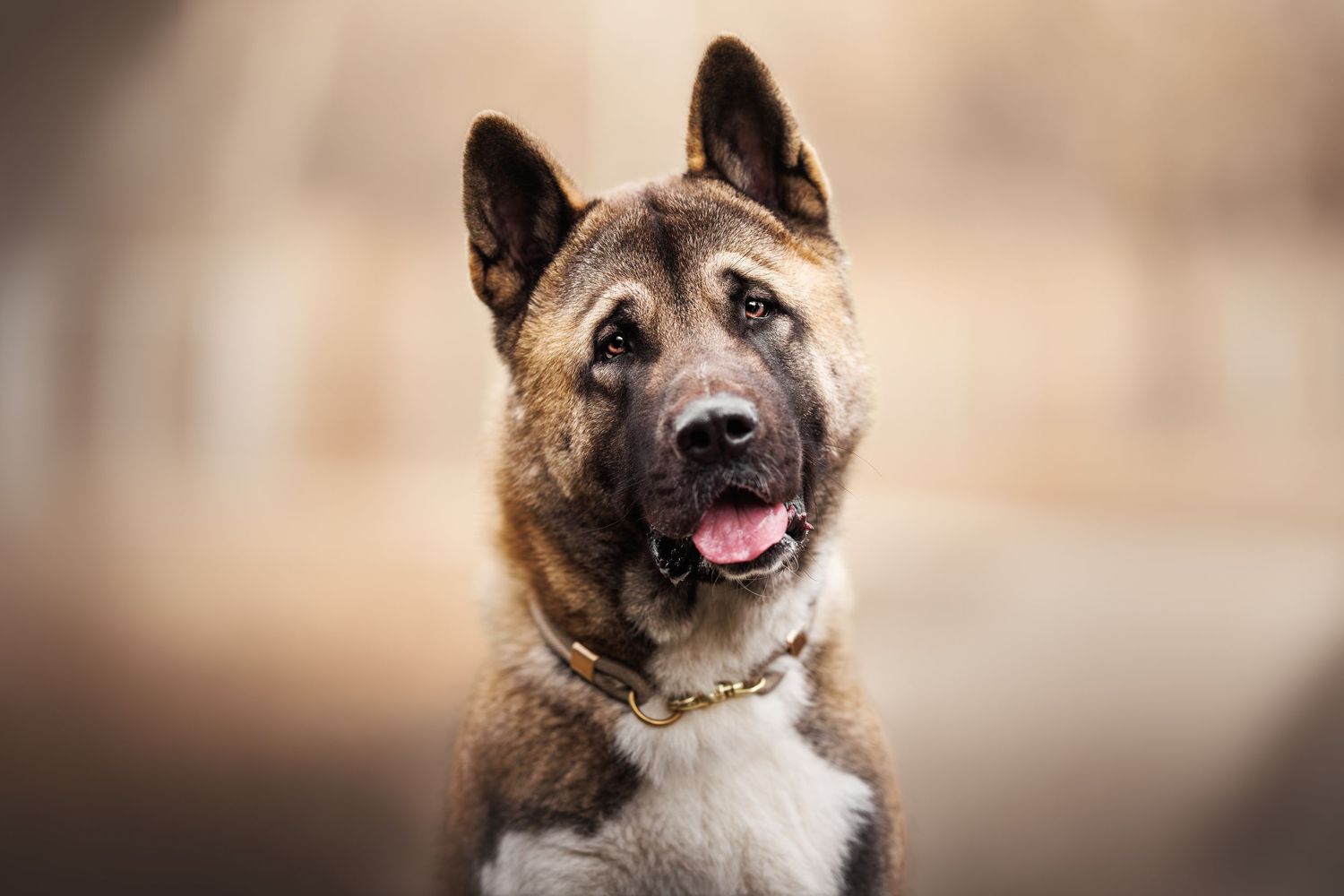 German Shepherd dog with brown and white fur looking upward with alert expression.