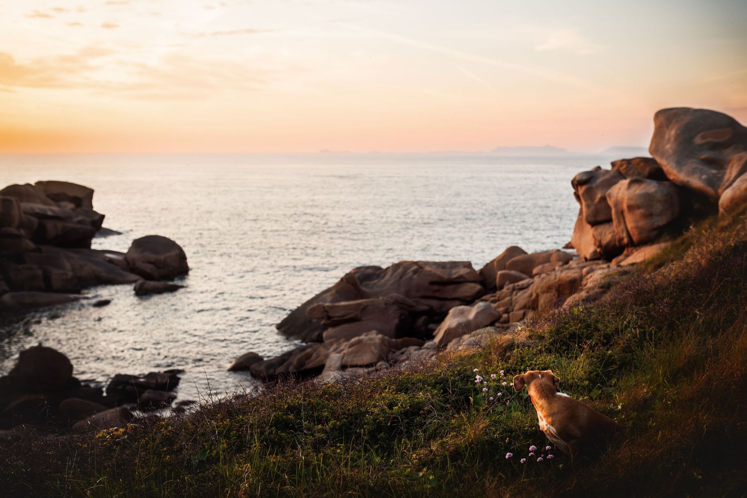 Dog sitting on rocky coastal cliffs overlooking the ocean at sunset.