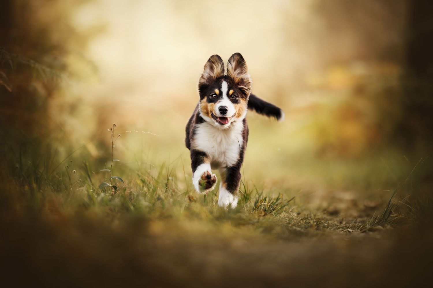 Black and white puppy running joyfully through grass in warm autumn light.