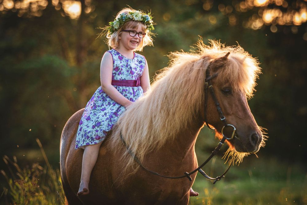 A shetland pony with a cream-colored mane walking through a sunlit meadow at golden hour.