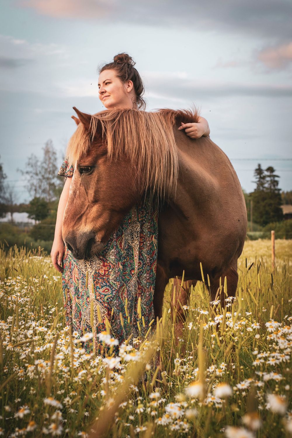 A Finnhorse standing in a wildflower meadow during sunset.