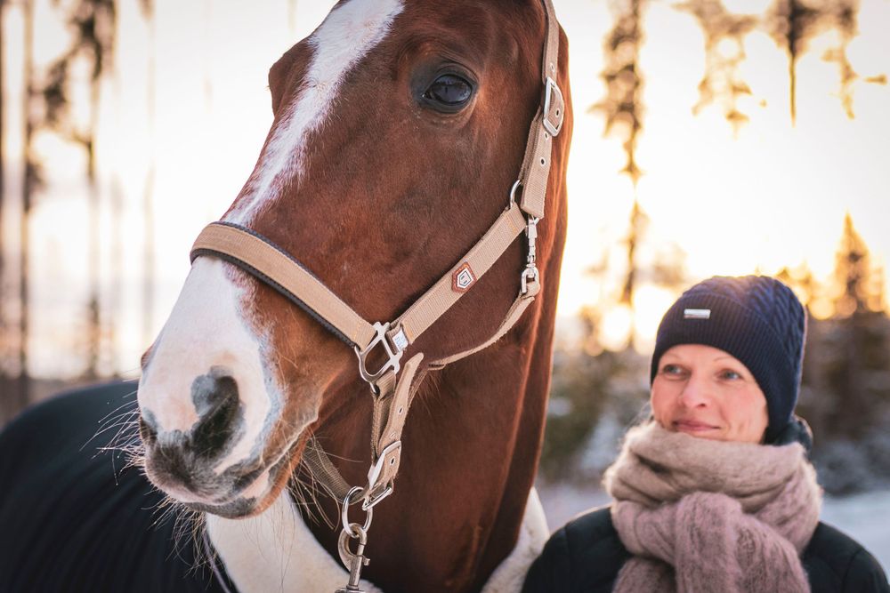 Close-up portrait of a bay horse wearing a halter against a sunset-lit forest backdrop.