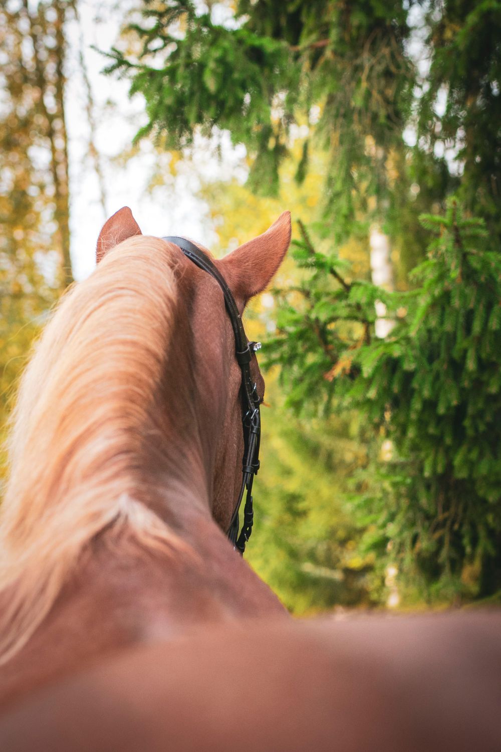 Point of view shot from horseback showing ears and mane with green forest background at sunset.