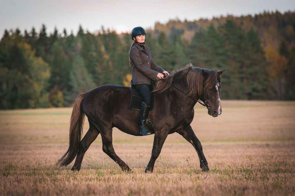 Finnhorse and rider walking across an autumn field with forest backdrop.