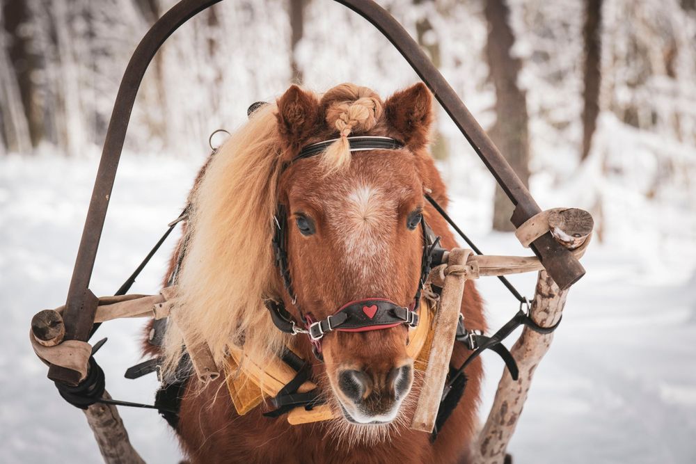 Close-up of a shetland pony with blonde mane wearing winter harness gear in snowy conditions.