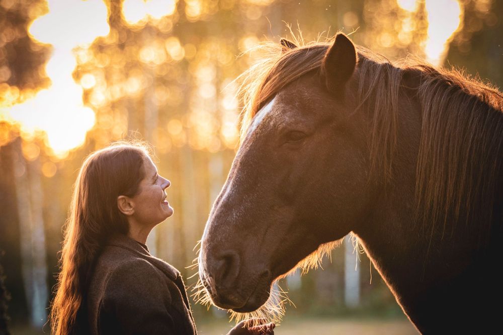 Finnhorse and companion sharing a tender moment at golden hour in a forest setting.