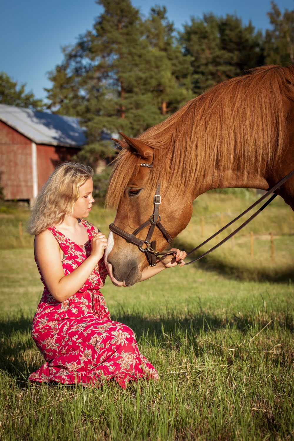 A finnhorse gently interacting in a summer field with red barn in background.