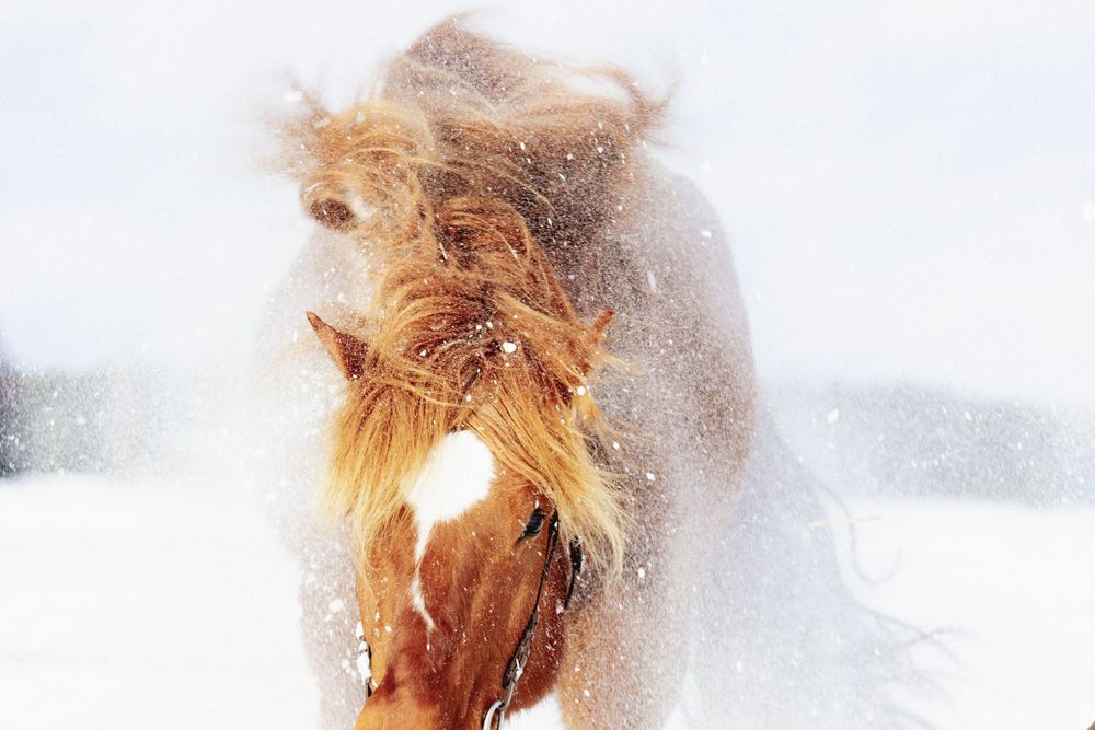Majestic finnhorse shaking its mane in snowy winter conditions creating a dramatic spray effect.