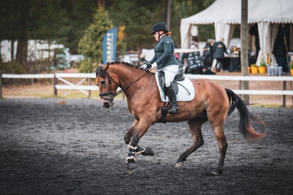 Finnhorse and rider performing dressage movements in a competition arena.