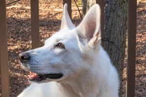 A white German Shepherd looks to the side while standing on a deck with autumn leaves in background.